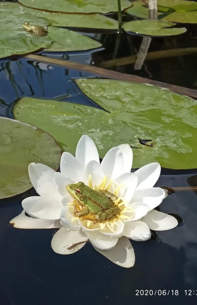Фото загрузил Валентина