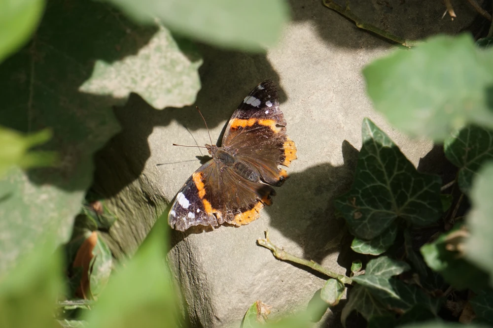 Ekin Arian tarafından yüklenen görsel