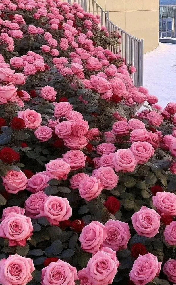 Image uploaded by Bahadur
