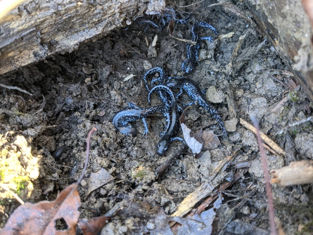 Image uploaded by Chris