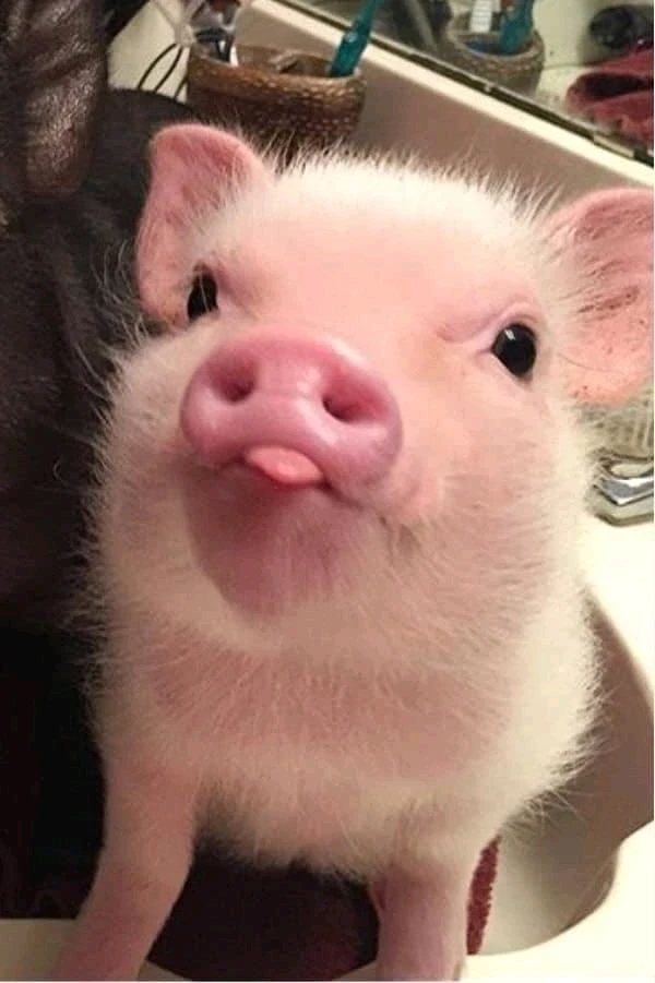Cute piglet sticks it's tongue out