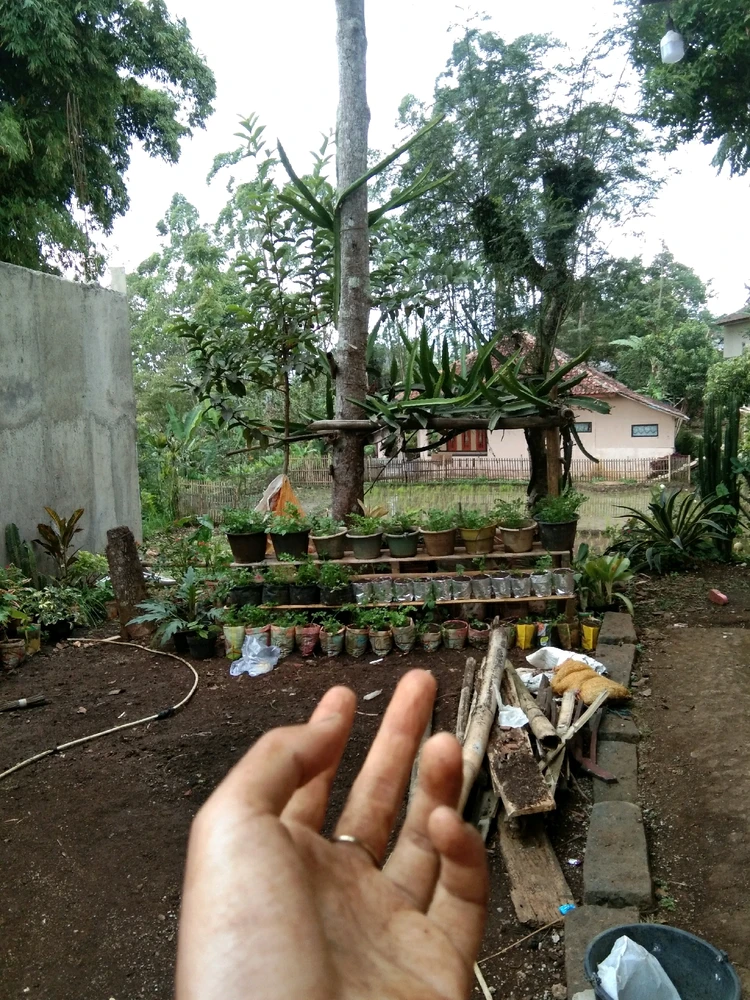 Gambar diunggah oleh Ai Nelis Herrera