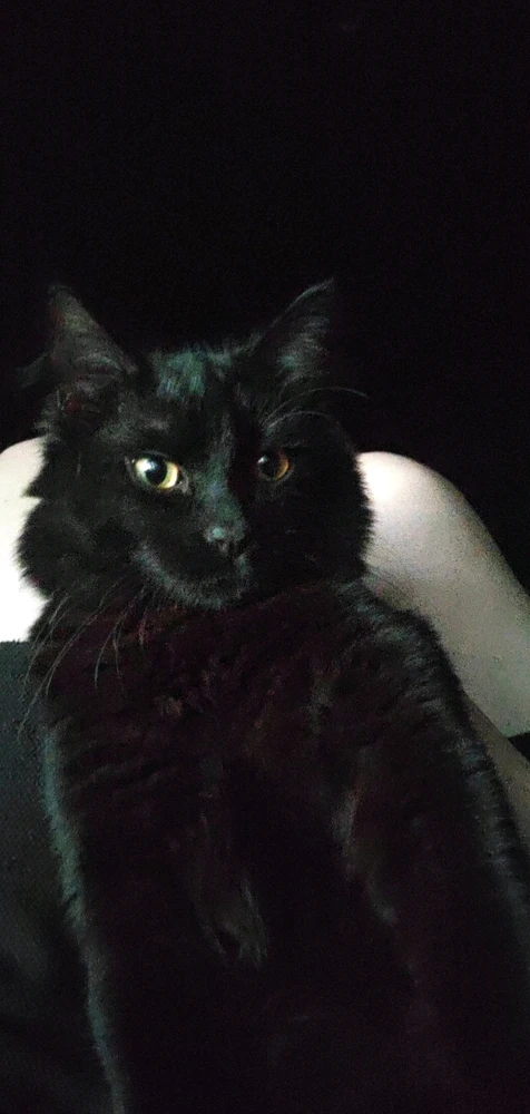 Mutlu tarafından yüklenen görsel