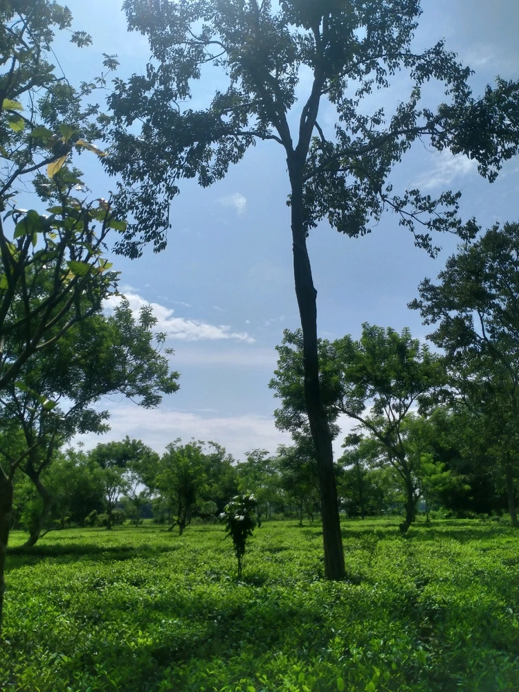 This is a picture of my backyard, strange but it's normal over here. Tea plants surround every inch of this green nation. 