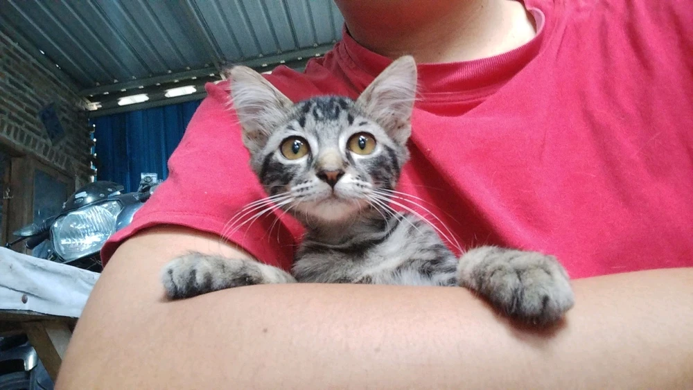 Gambar diunggah oleh Tama