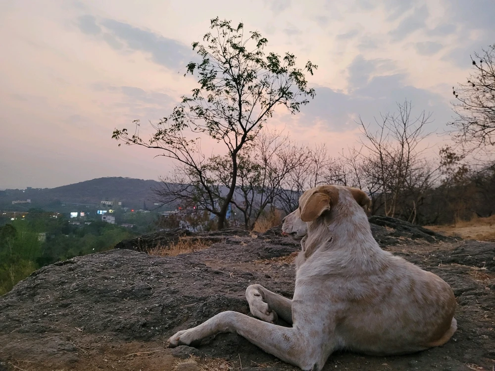 Pet 
partner
Fitness
Travel
Trekking 
Love