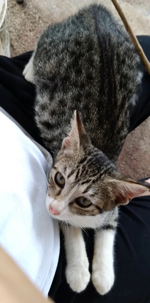 Grayish taking advantage of my lap. Still a kitten.