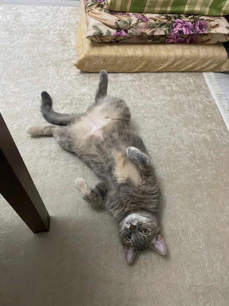 Maya