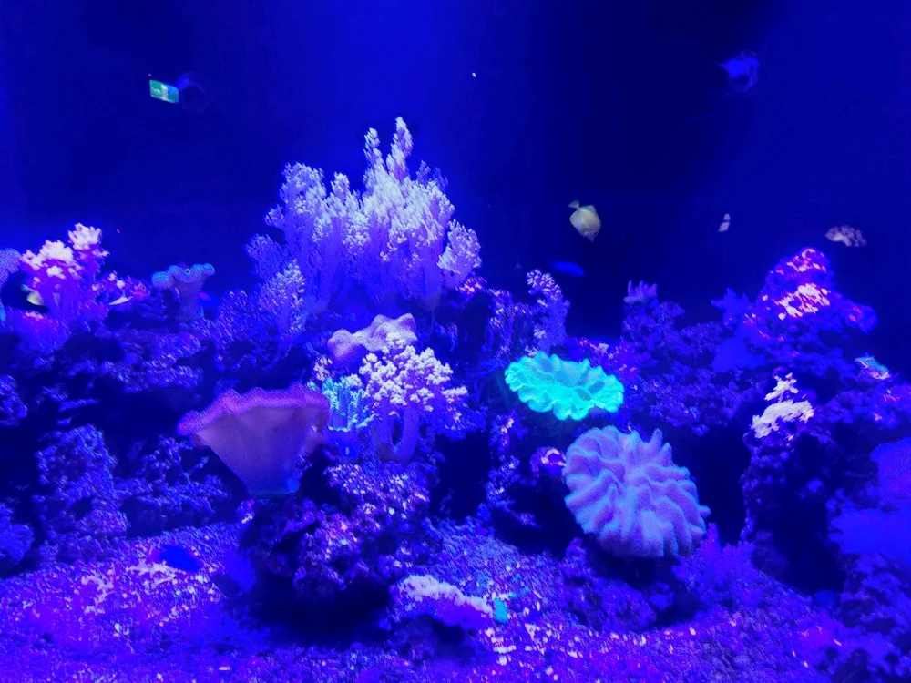 Image uploaded by Stone
