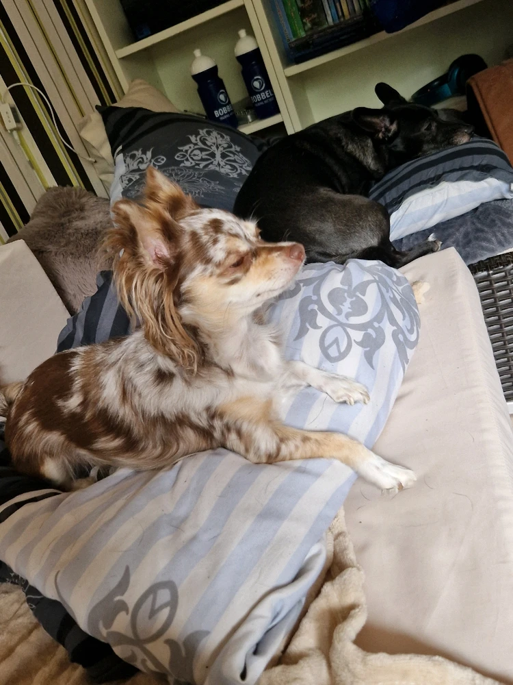 Bild hochgeladen von Susu