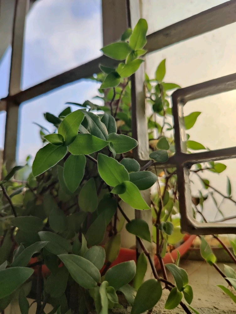 Image uploaded by Nawshin provaty