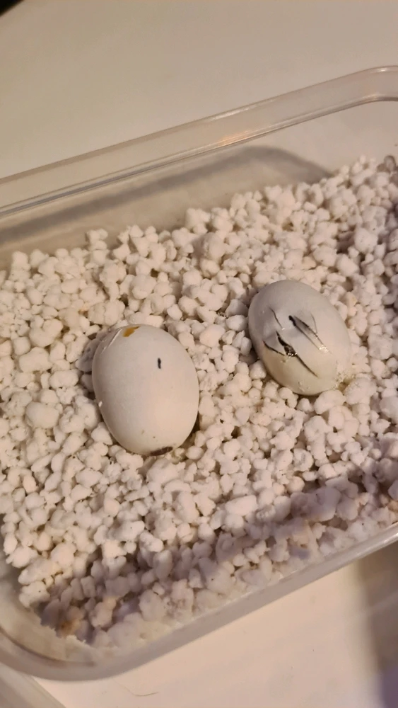 Gambar diunggah dening Stacey-leigh