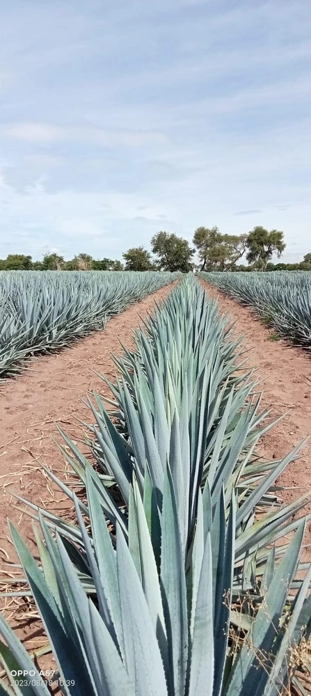 Imagen subida por Daniel