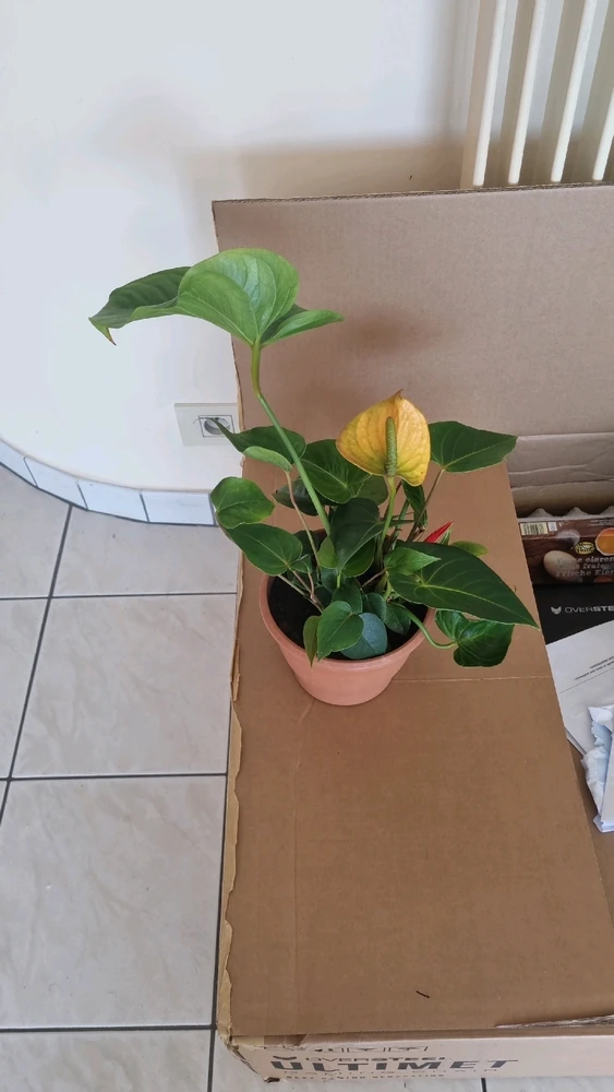 Image uploaded by Kaja