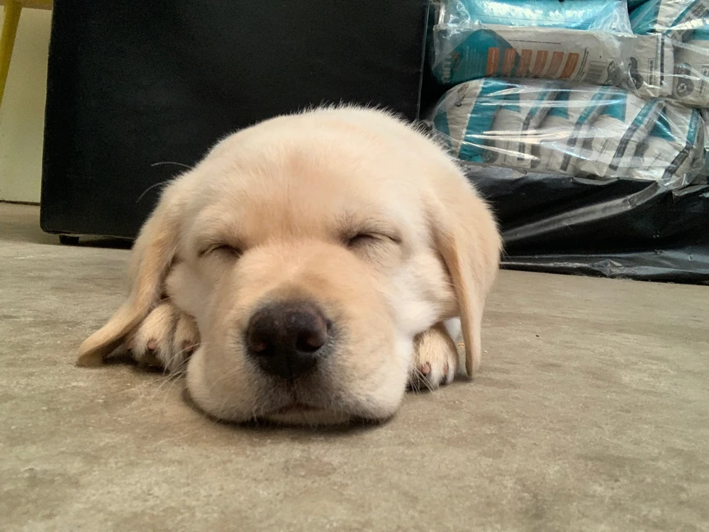 Image uploaded by Cesar