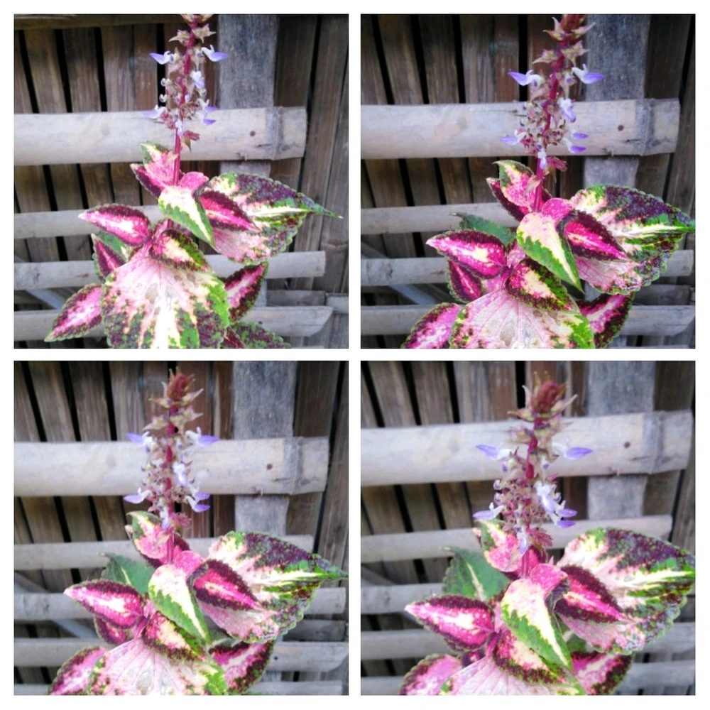 Image uploaded by Marvie