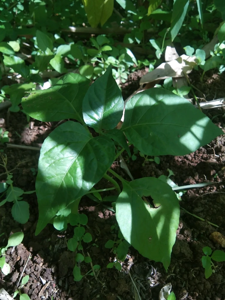 Gambar diunggah oleh Ai Nelis Herrera