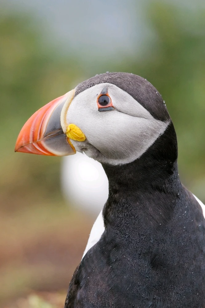 Puffin from the colony on Skomer Island.