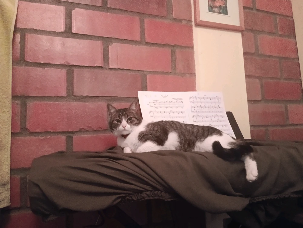 Just an emotional supporting cat. Chilling.