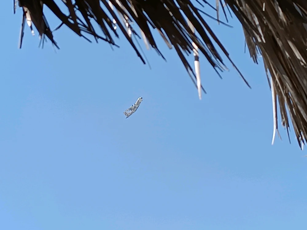 Image uploaded by Mostafa