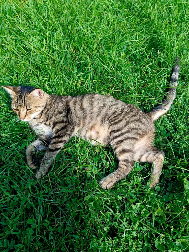 Obrázek nahrál Salem