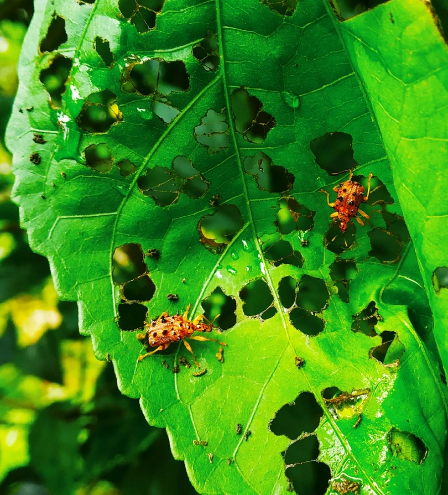 Image uploaded by Vishu