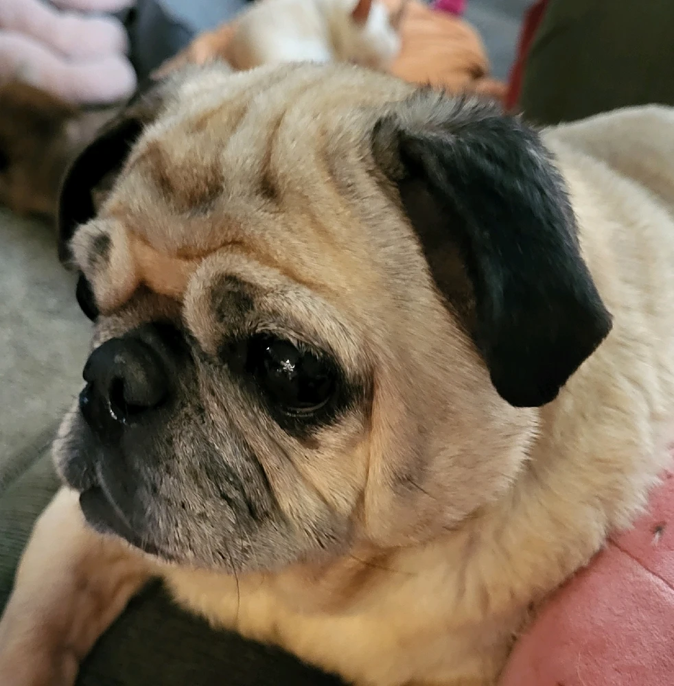Mavis, the pug