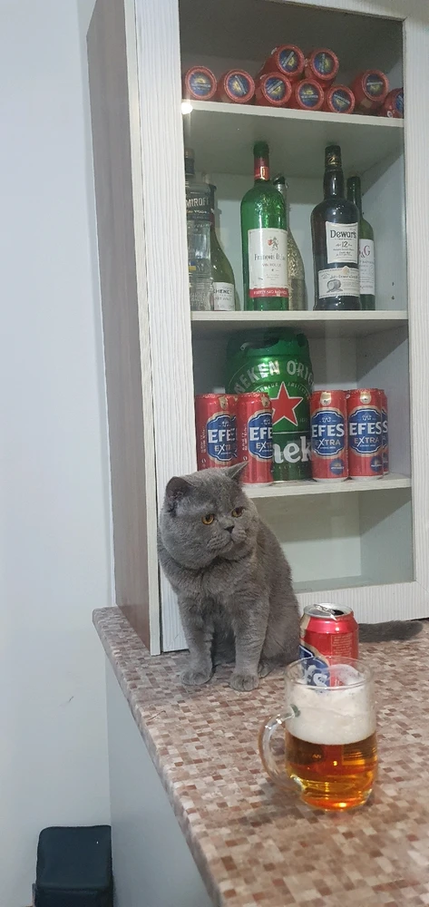 تصویر آپلود شده توسط Pooya Kooran