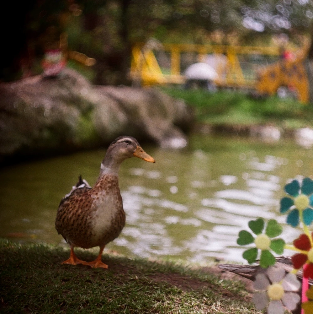 Imagen subida por Nicolás L