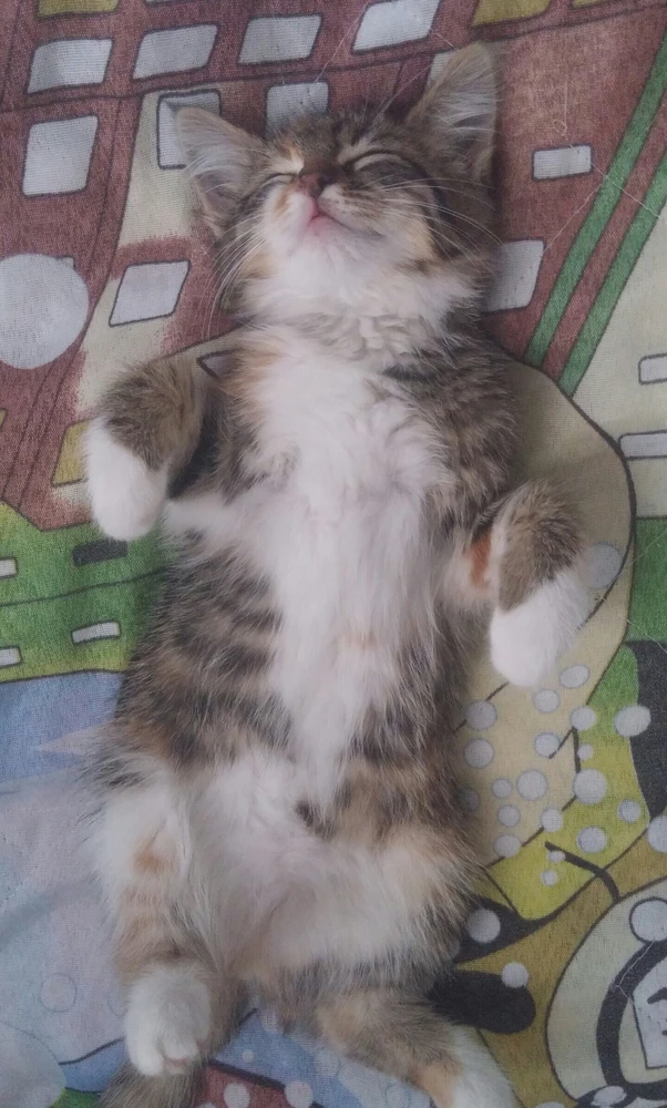 Harun tarafından yüklenen görsel