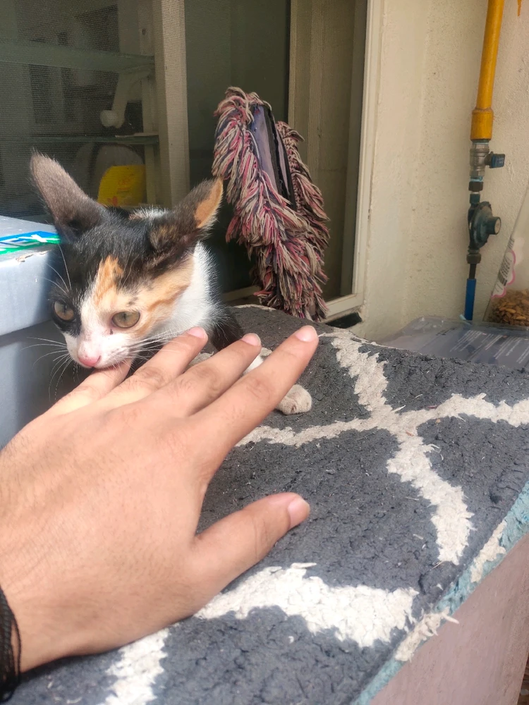 Image uploaded by Bishwajeet
