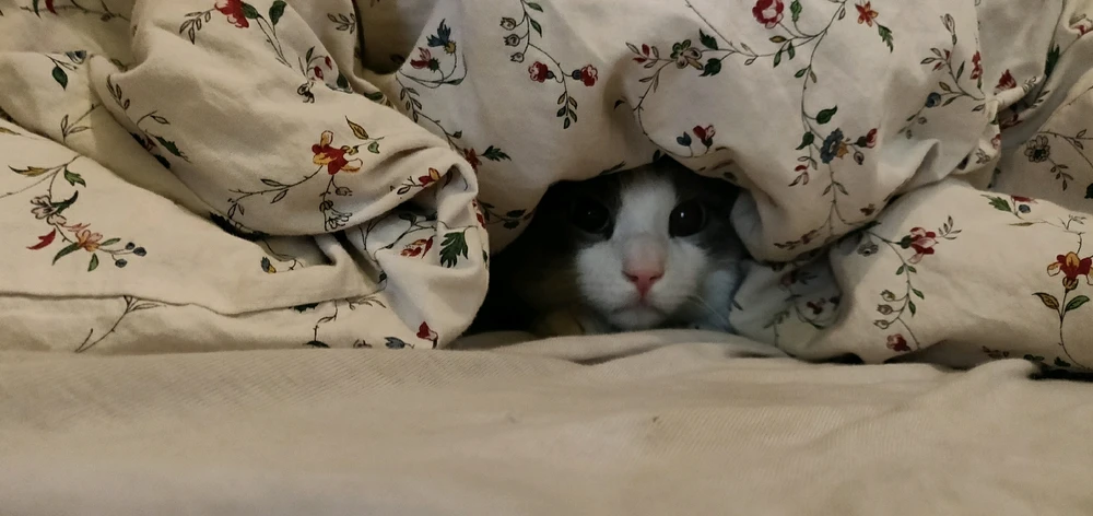 Katze versteckt sich unter Decke und schaut nur leicht raus wie aus einer Höhle