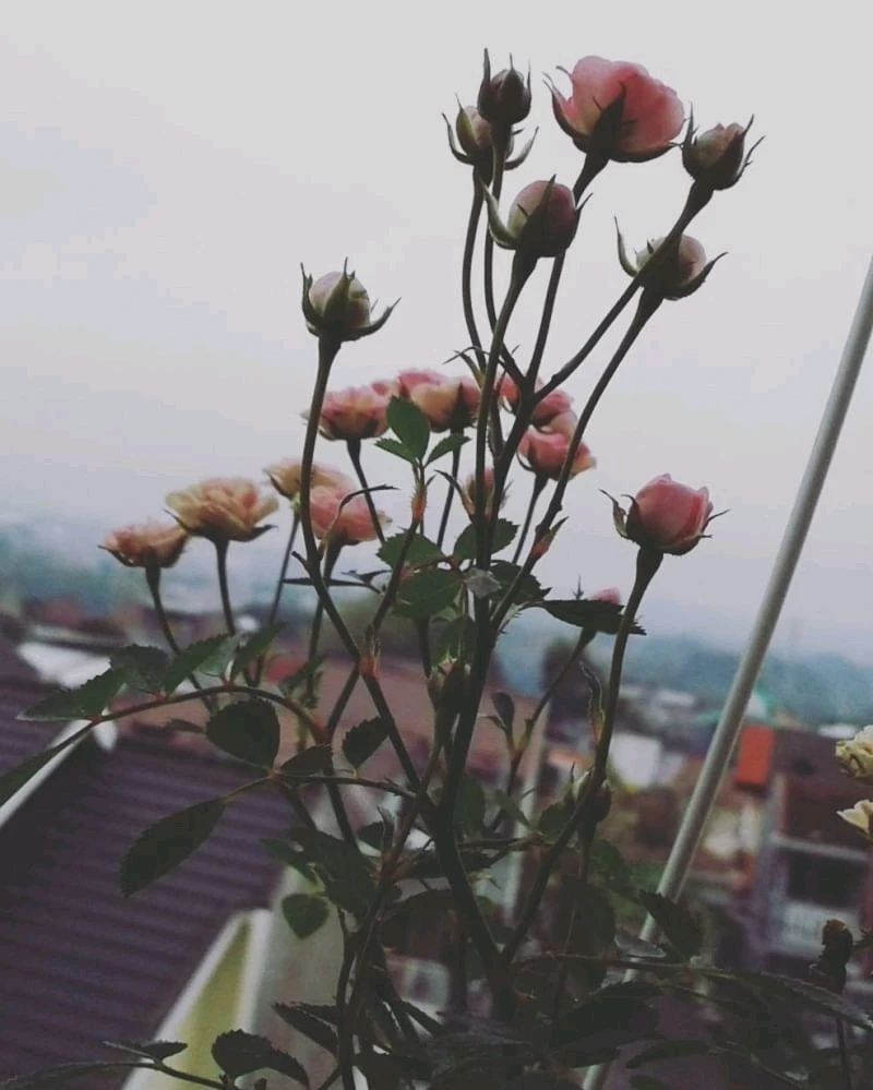 Gambar diunggah oleh Strawberry 🍓