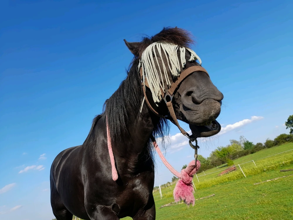 Obrázek nahrál Luu