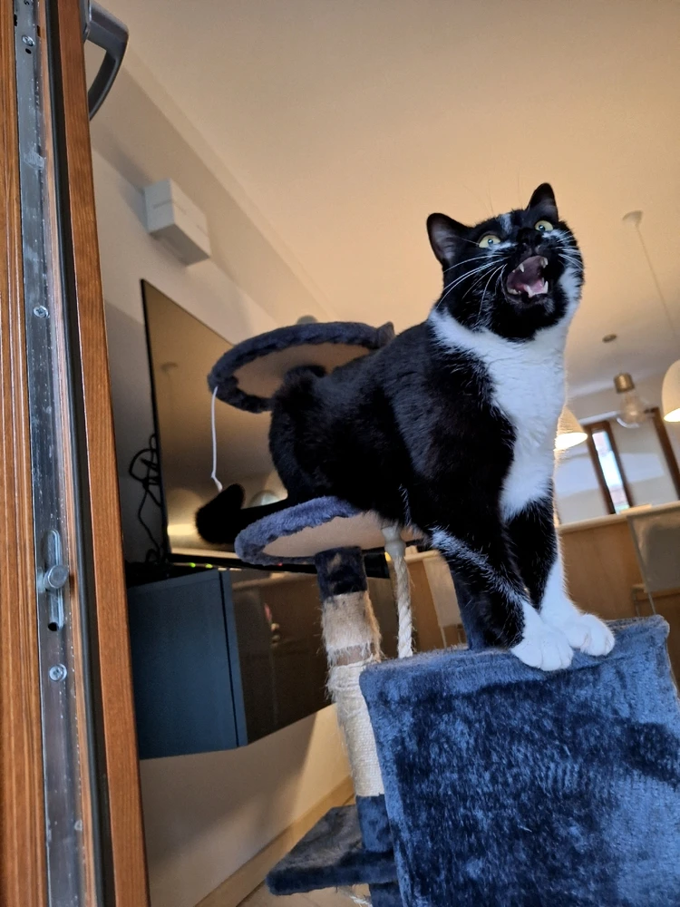 A cat meowing. Looks a bit feral.