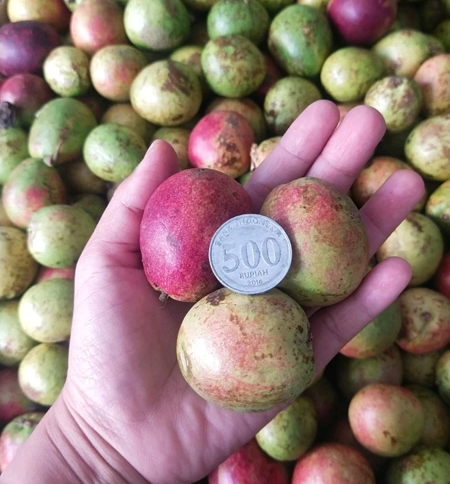 Between longan and rambutan why you taste like durian sometimes? 