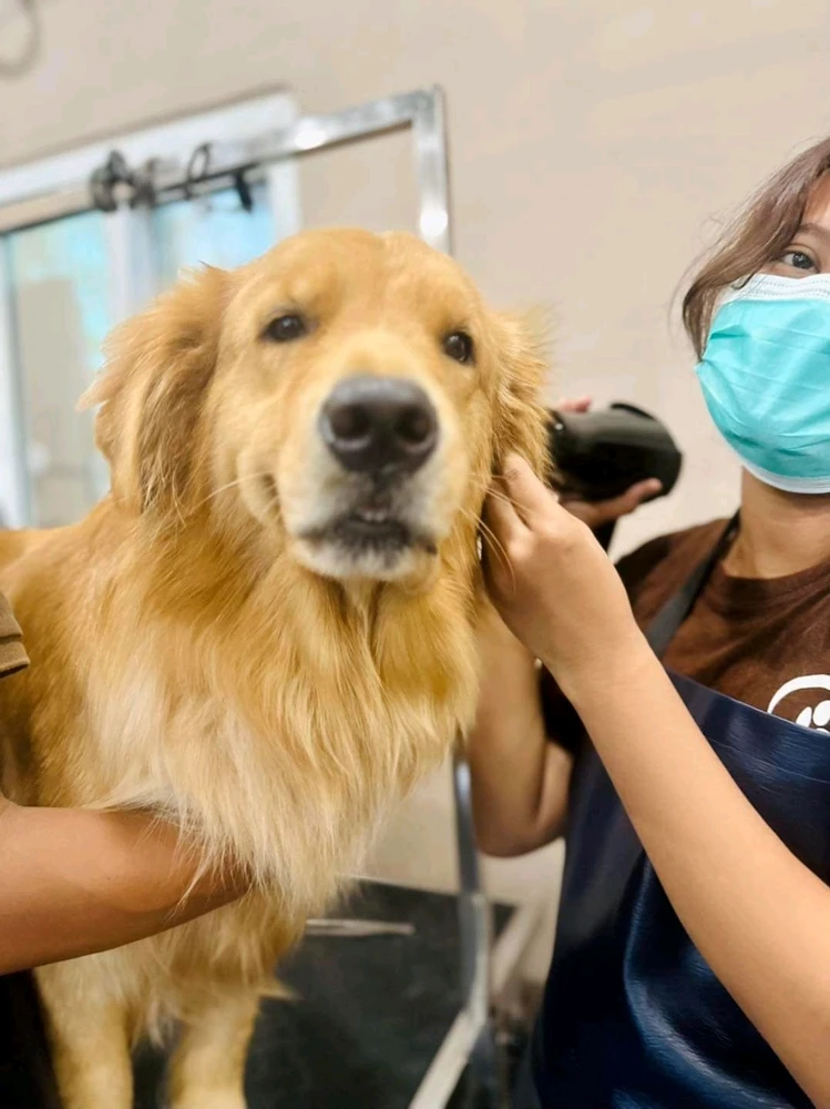 Image uploaded by Tulip