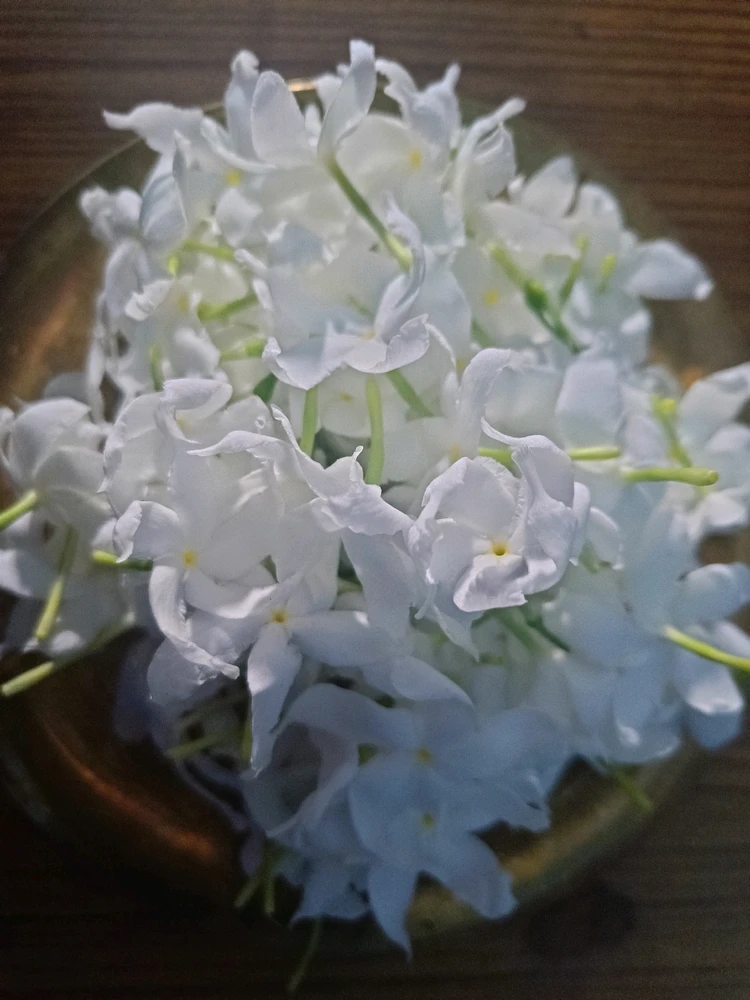 Chandani flowers signify peace and purity.