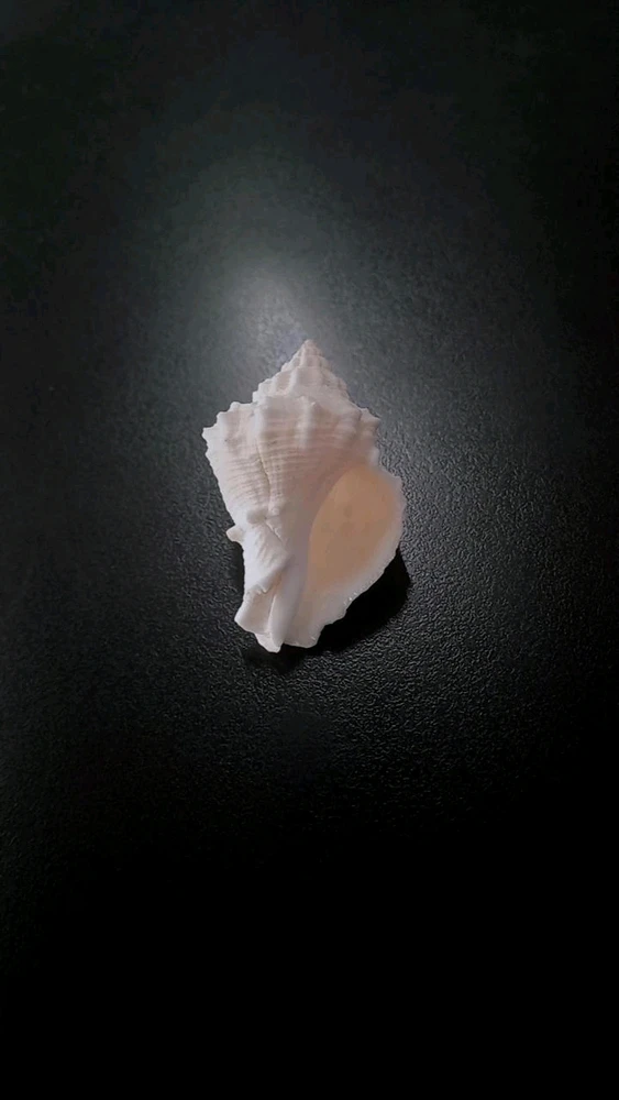 Concha blanca de una playa