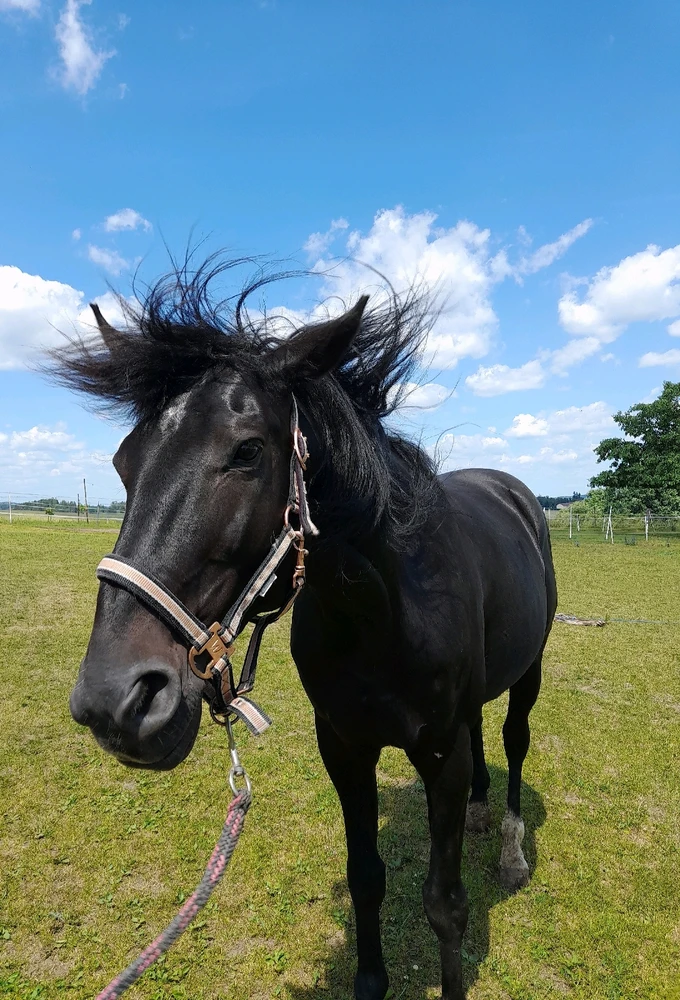 Obrázek nahrál Luu