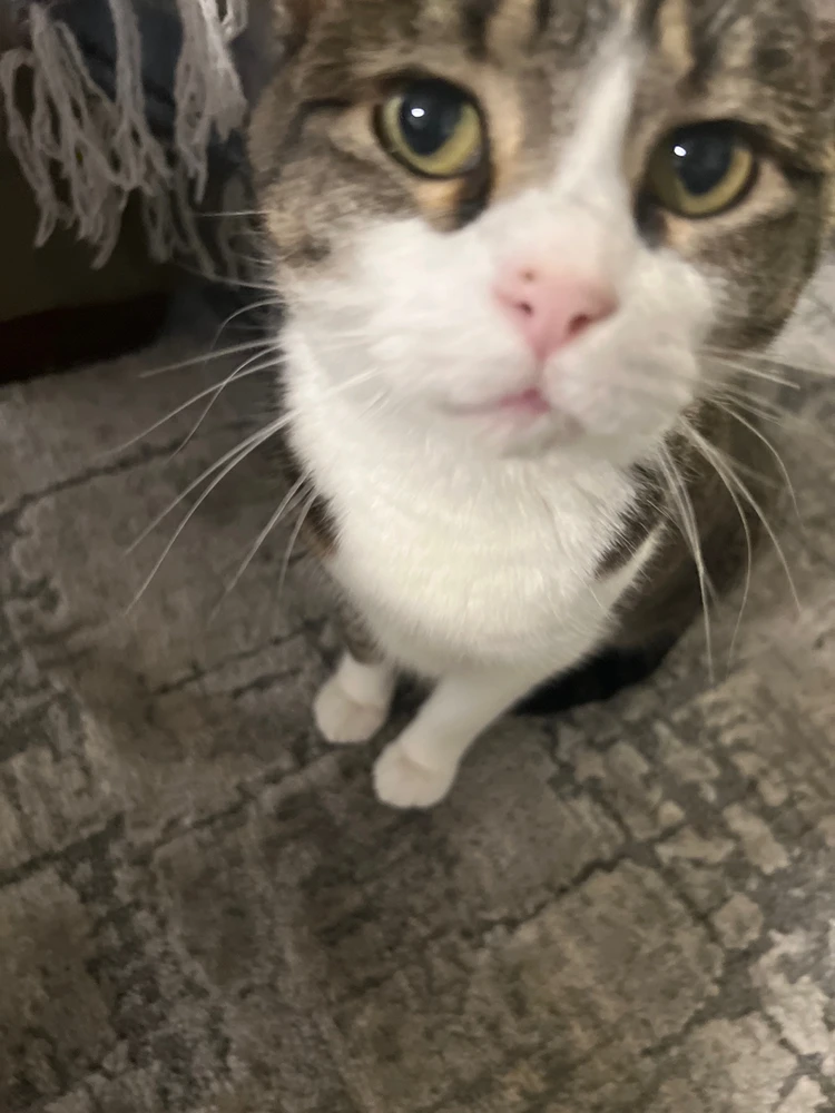 A white and grey tabby cat sitting with the cats nose close to the camera sniffing the lens