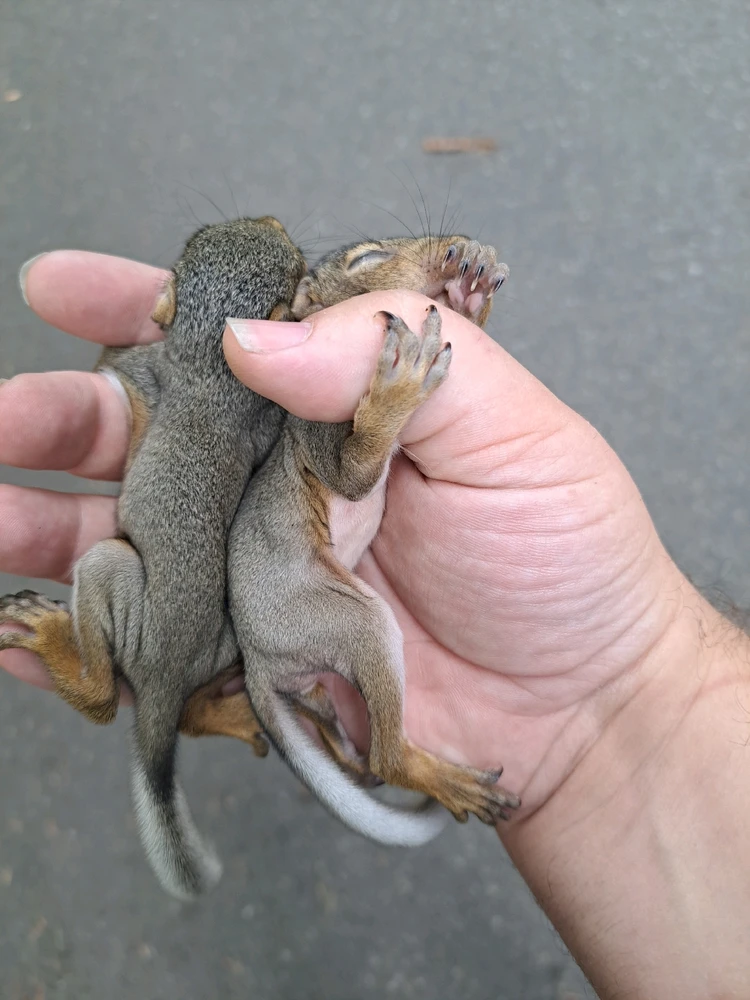 Image uploaded by Kit