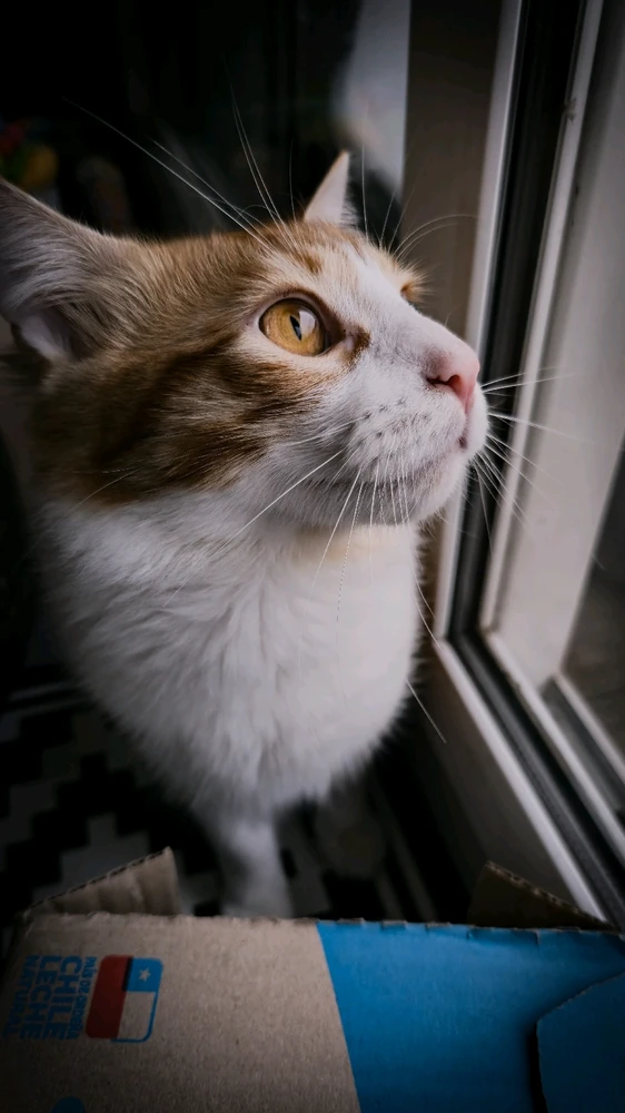 Gato naranja llamado Mango. Foto de cerca. Rl gato sale mirando hacia arriba a la derecha
