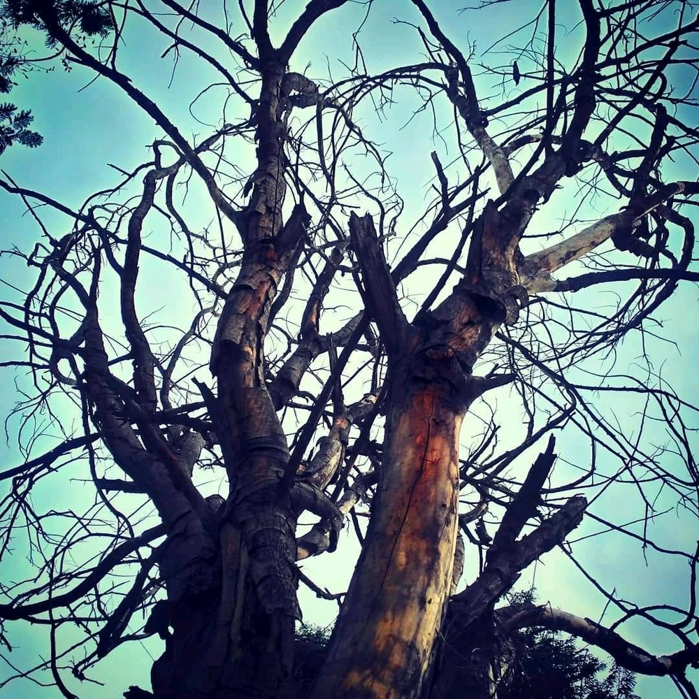 Image uploaded by ⏹️ Sûrjît ⏩