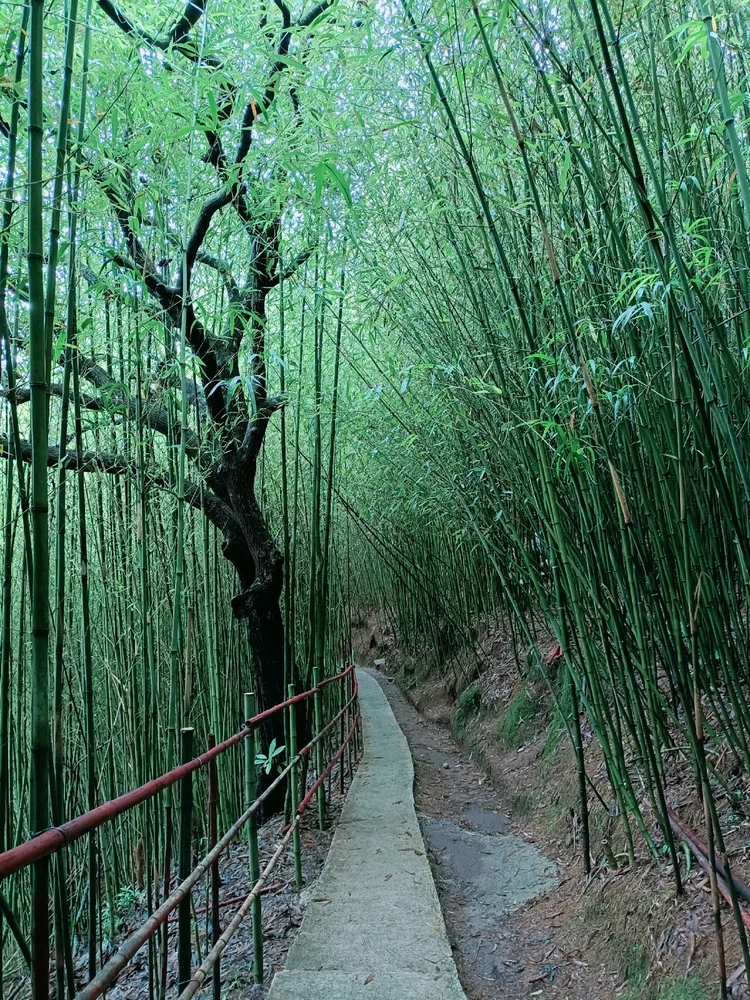 Baguio, Bamboo Sanctuary
