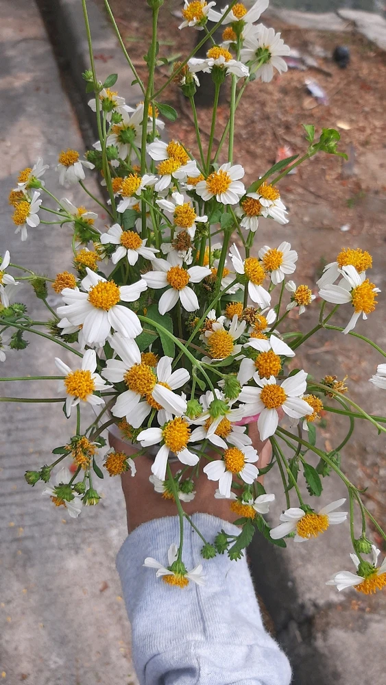 Rara দ্বাৰা আপলোড কৰা ছবি