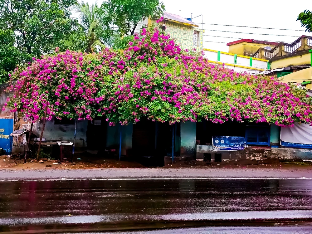 Image uploaded by Samrat Chakraborty