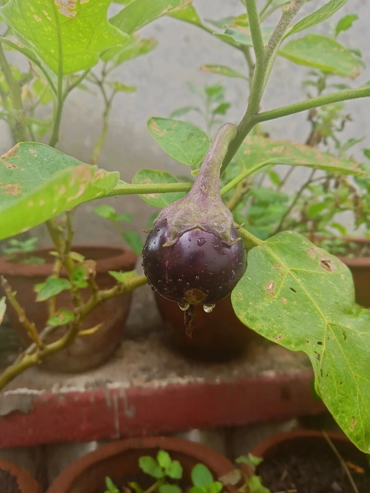 Brinjal/ Aubergine or Eggplant