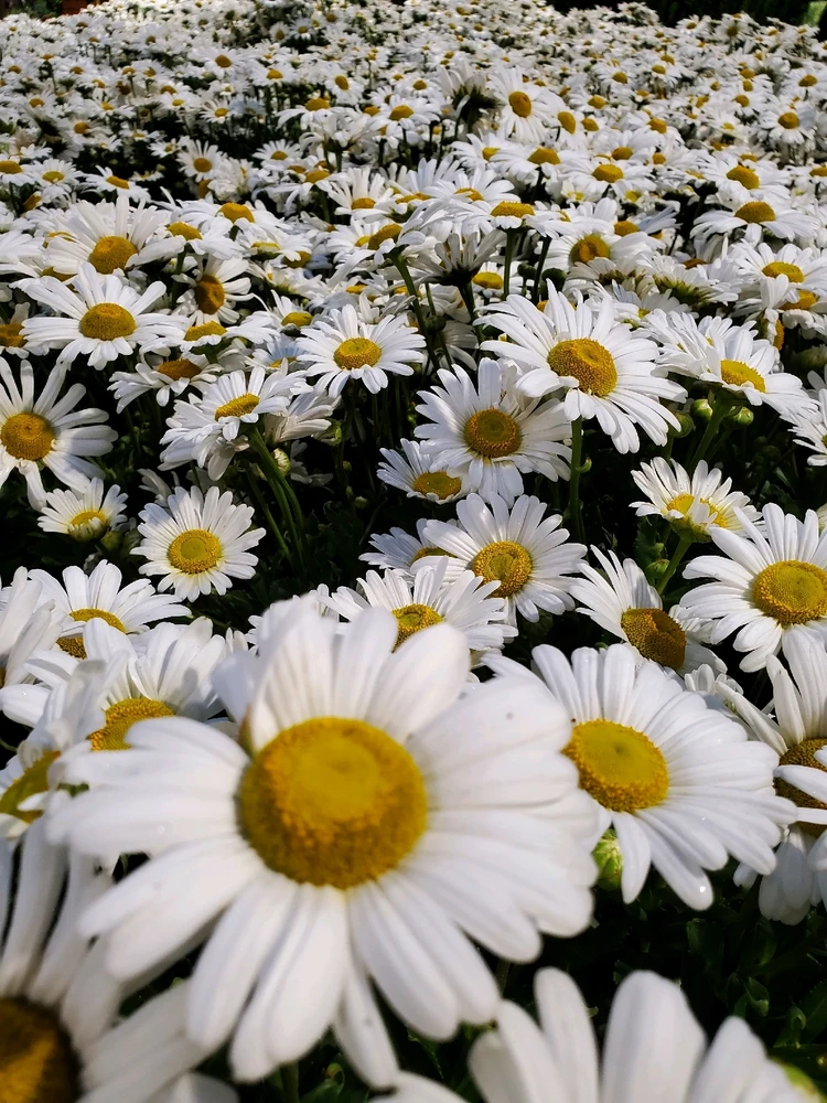 Image uploaded by Harley