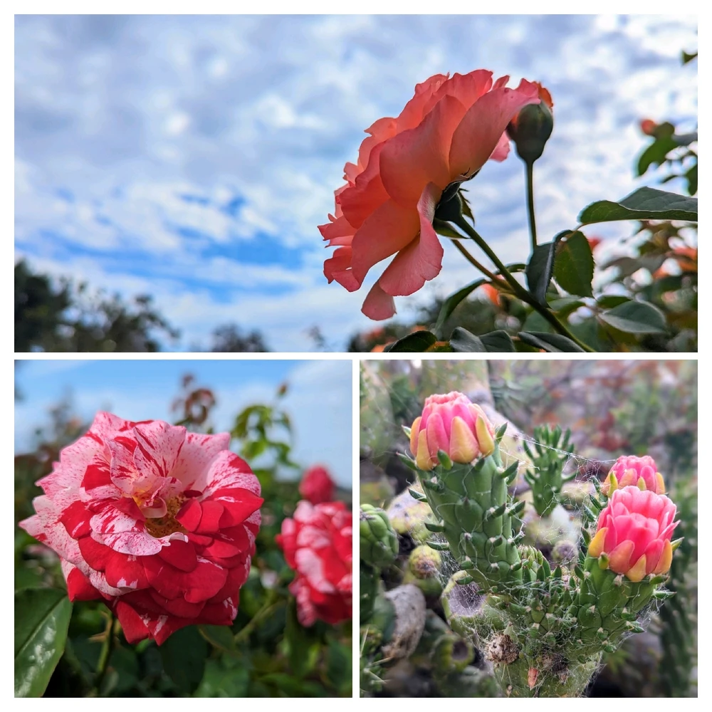 Image uploaded by Rodrigo Padilla